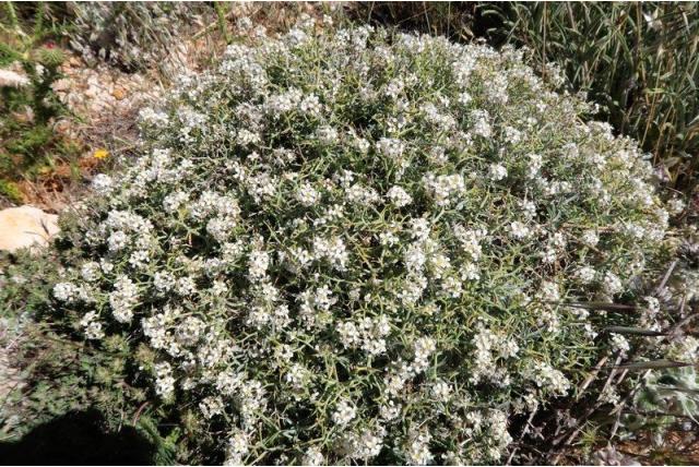 Stekelige hormathophylla