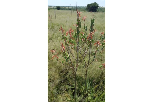 Bram van wyk's aloë