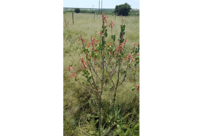 Aloe braamvanwykii&nbsp;12359