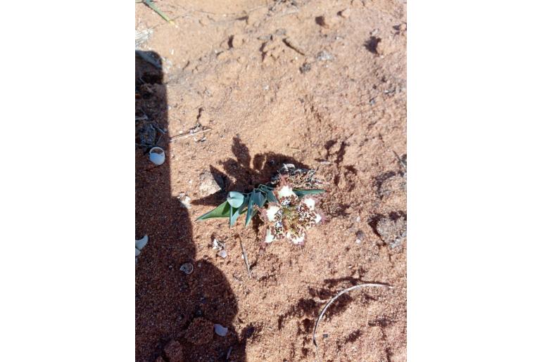 Ferraria ornata&nbsp;12359
