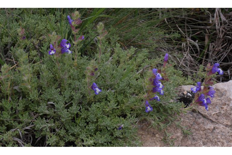 Salvia pisidica -12366