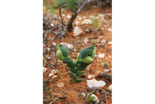 Ovaal bladerige Ferraria