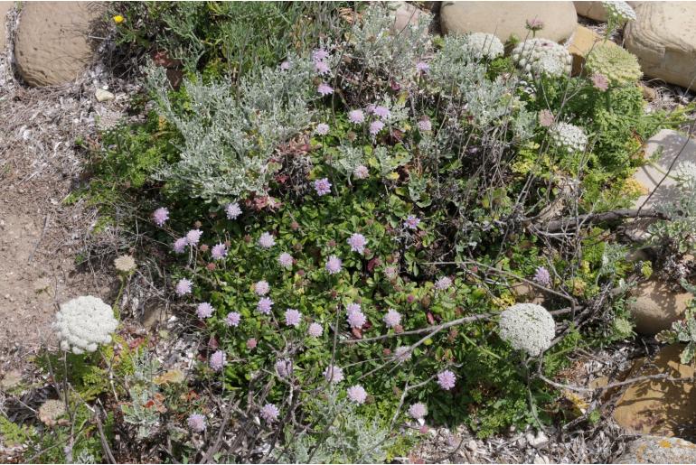 Scabiosa farinosa -12377