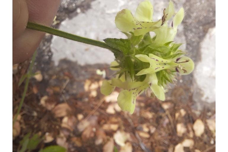 Stachys parolinii -12379