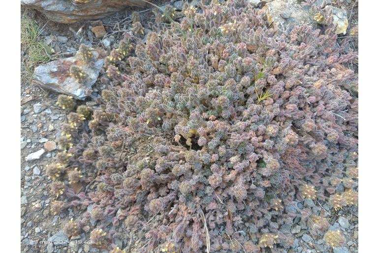 Teucrium compactum -12384