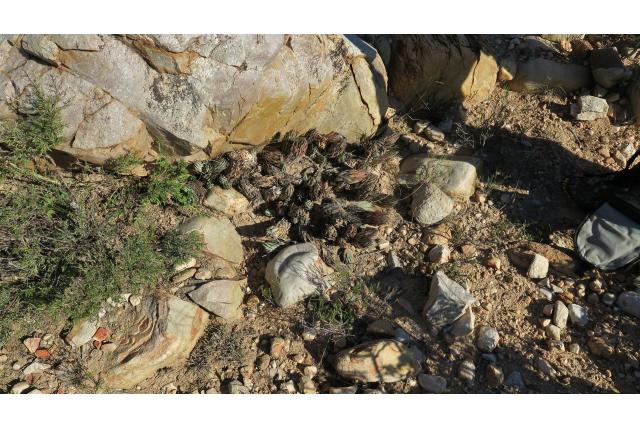 Poederige haworthia
