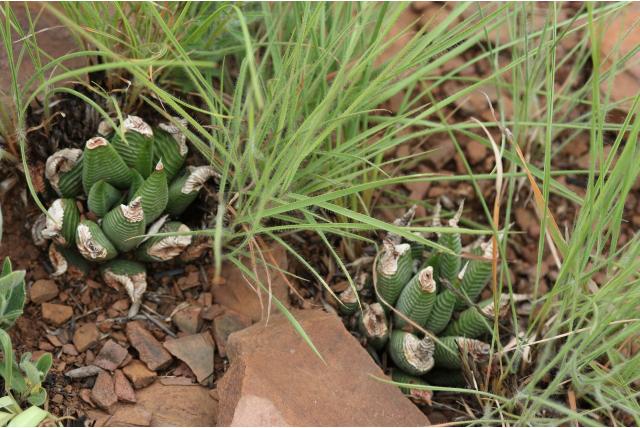Haworthia met naaldvormig blad Haworthia met naaldvormig blad