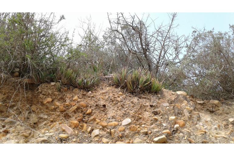 Haworthiopsis longiana 12396