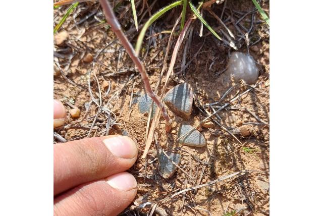 Dwerg haworthia Dwerg haworthia