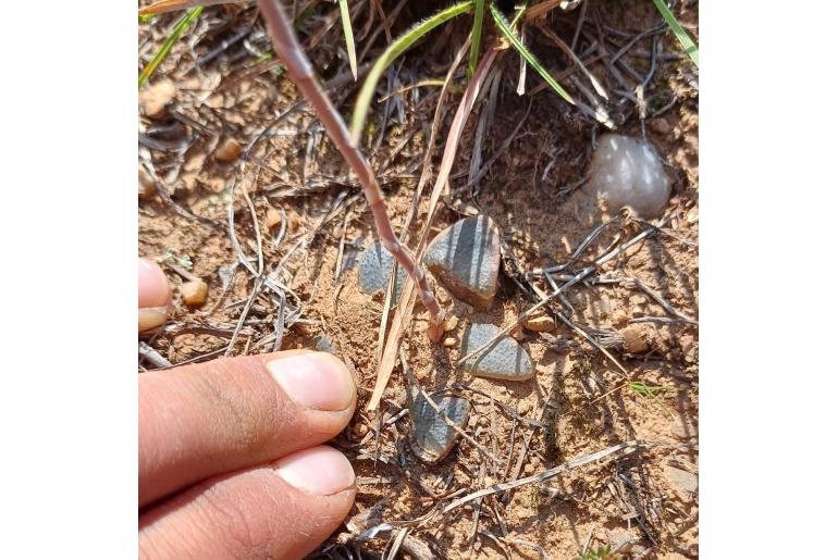 Haworthia pygmaea var pygmaea 12398