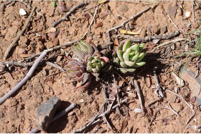 Reinwardt's haworthia