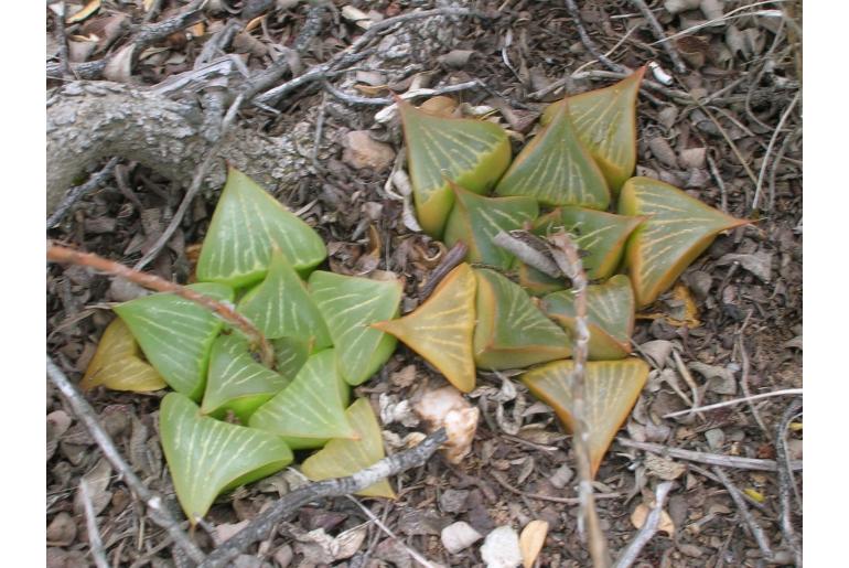 Haworthia retusa var retusa 12400