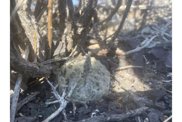 Halflevende haworthia Halflevende haworthia