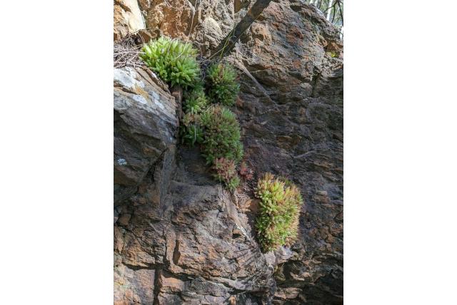 Gezwollen haworthia Gezwollen haworthia