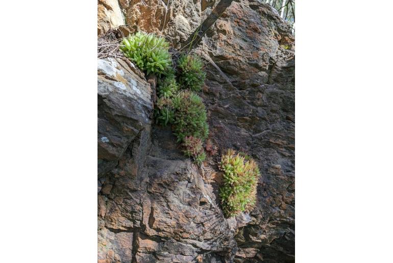 Haworthia turgida var turgida 12404