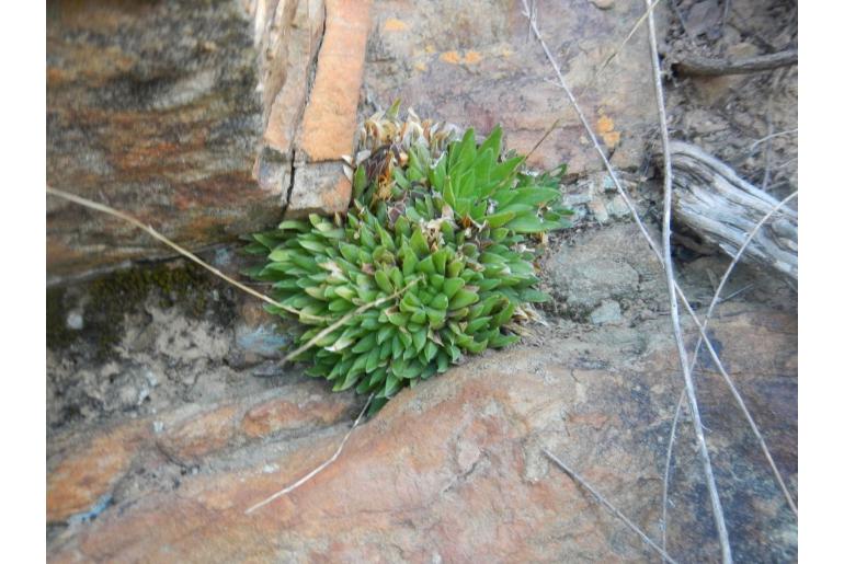 Haworthia zantneriana 12405