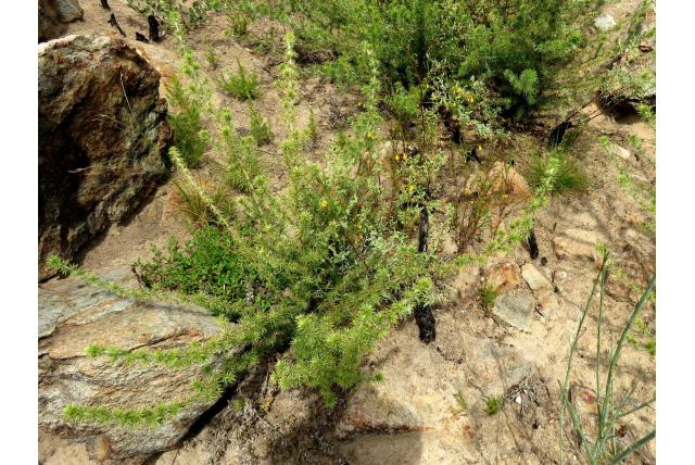 Verwarrende hermannia