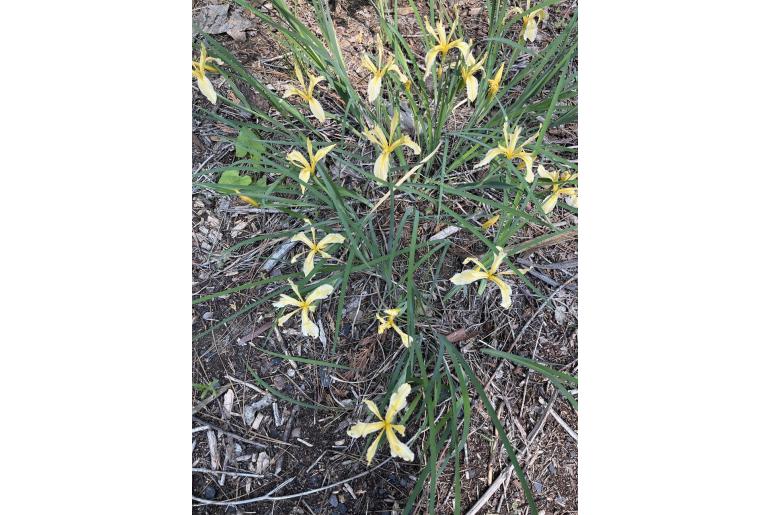 Iris hartwegii -12422