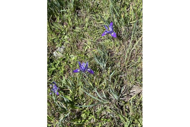 Grote bloembuis lis