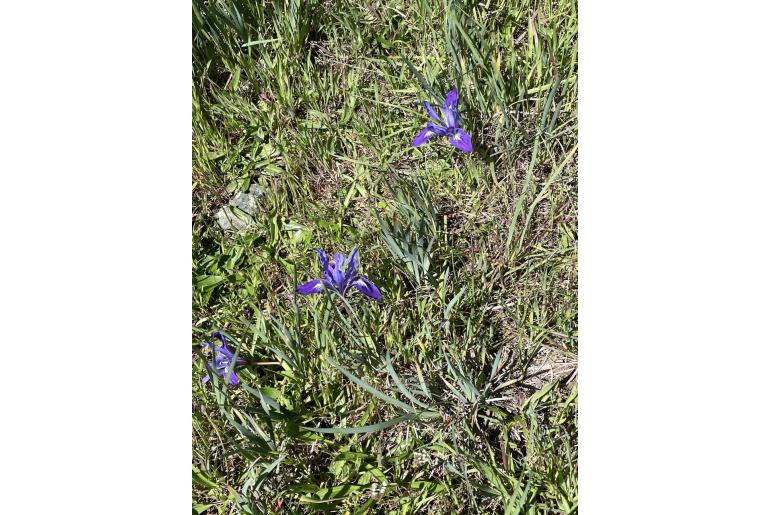 Iris macrosiphon -12424
