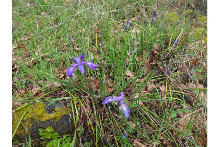 Iris tenax -12425