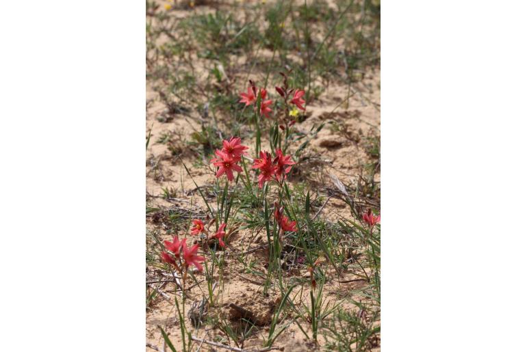 Ixia pumilio 12426