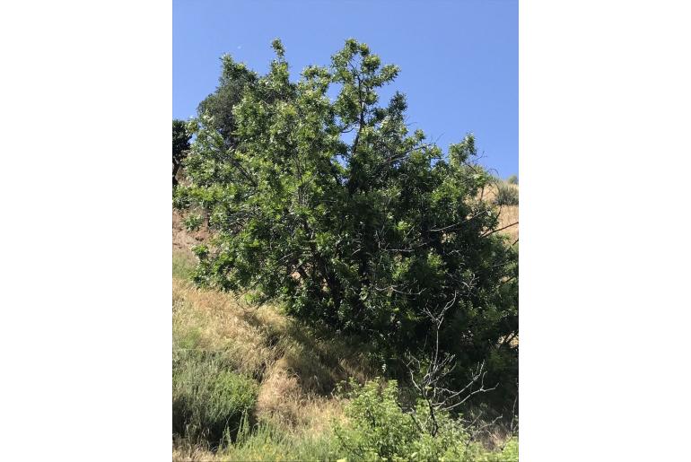 Juglans californica -12427