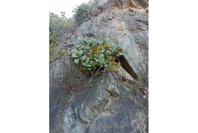 Langbloemige kalanchoe Langbloemige kalanchoe