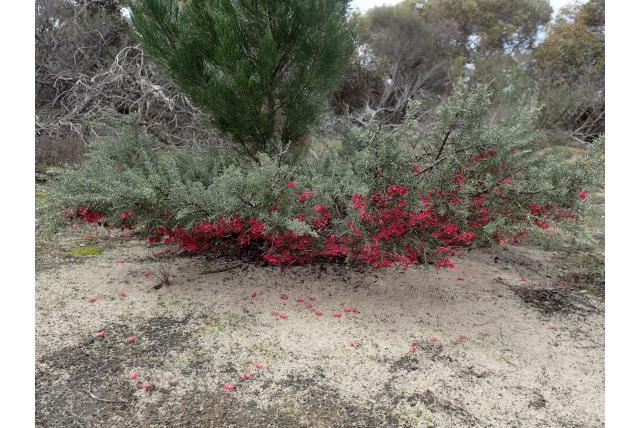 Lavendel-bladerige Grevillea