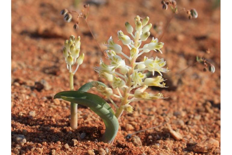 Lachenalia polypodantha ssp eburnea 12437