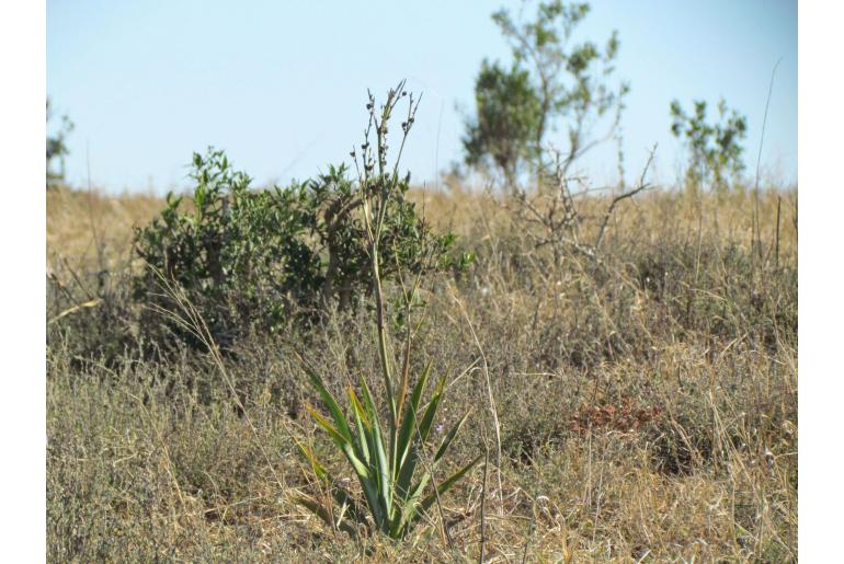 Chlorophytum capense&nbsp;12438