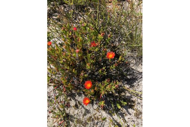 Ferguson's lampranthus Ferguson's lampranthus