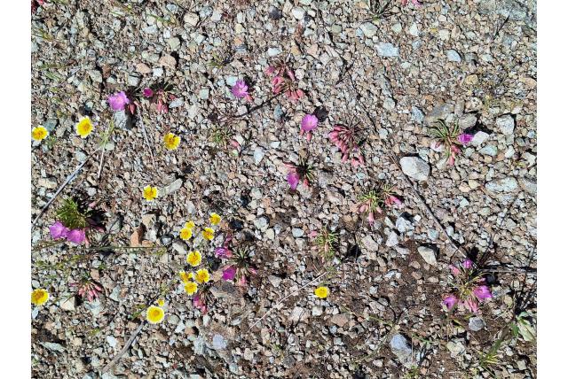 Herleefde bitterkruid