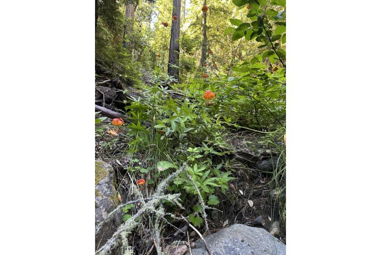 Lilium pardalinum -12448