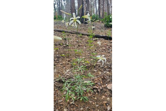 Washington lelie Washington lelie