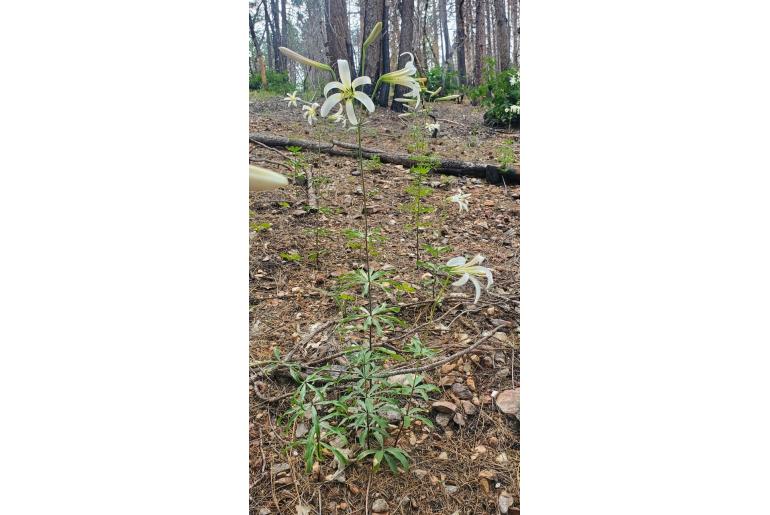 Lilium washingtonianum 12449