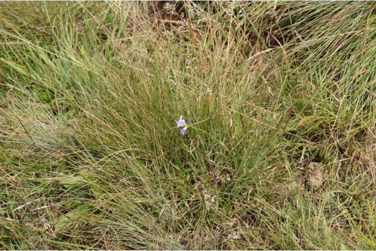 Wahlenbergia epacridea 12453