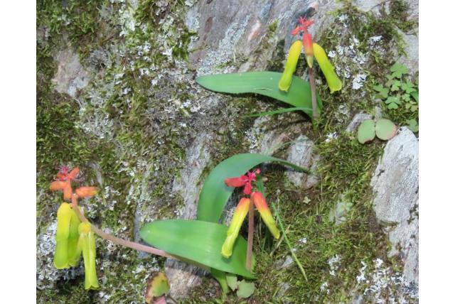 Thunberg's lachenalia Thunberg's lachenalia
