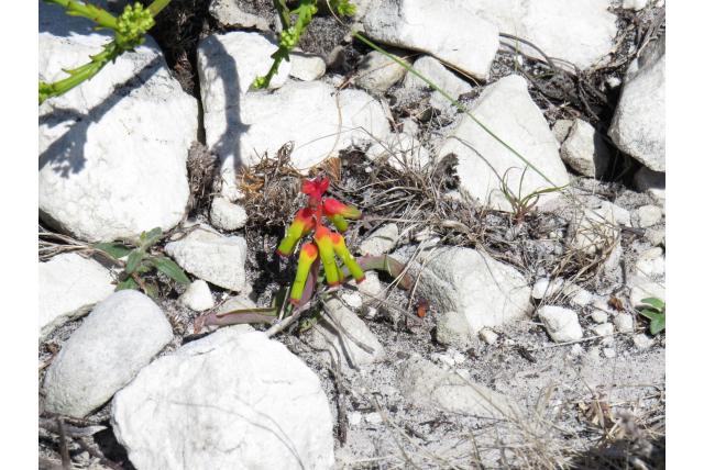 Geelachtige lachenalia