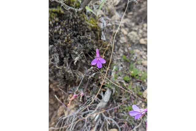 Holst's lobelia