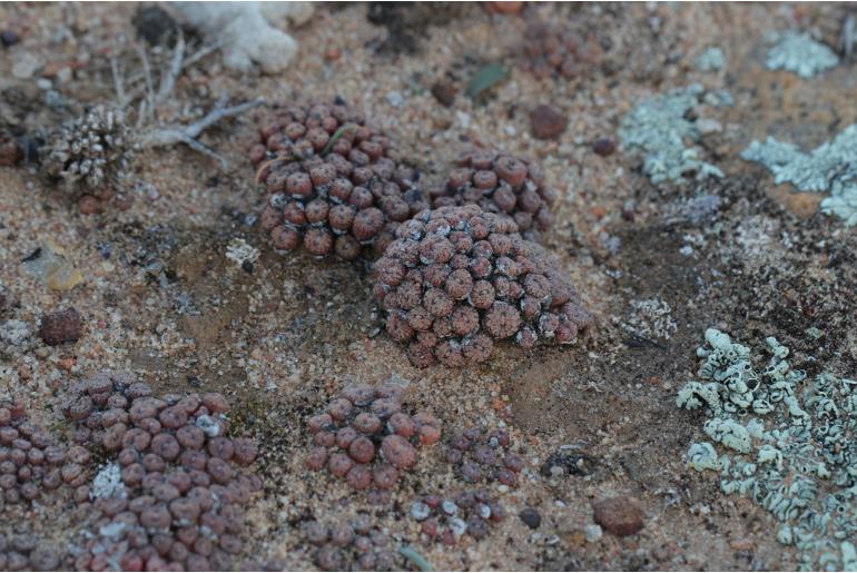 Conophytum comptonii&nbsp;12459