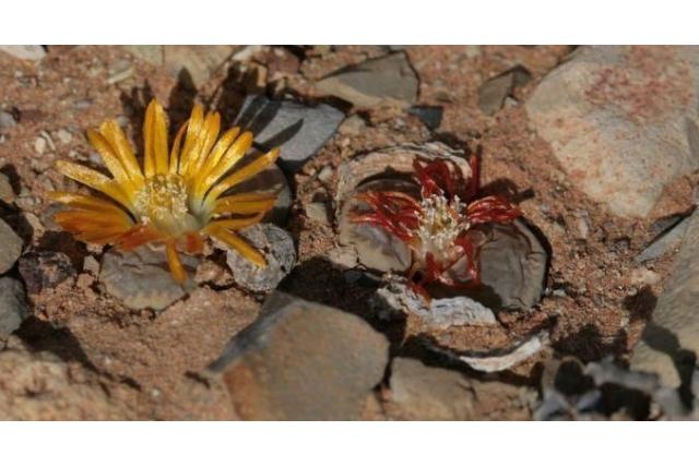 Compton's Lithops Compton's Lithops
