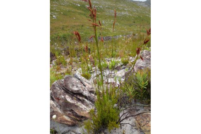 Bevallige Thamnochortus