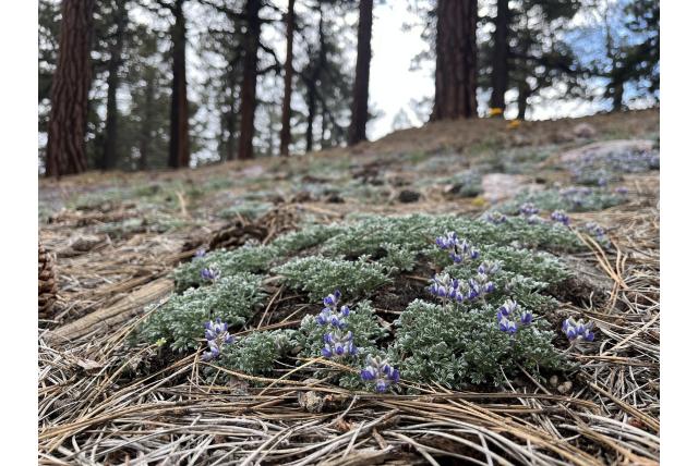 Brewer's lupine