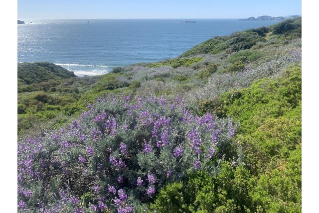 Californische lupine