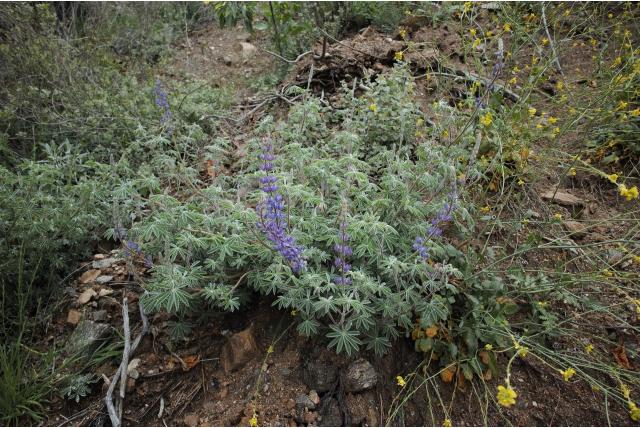 Mooie lupine