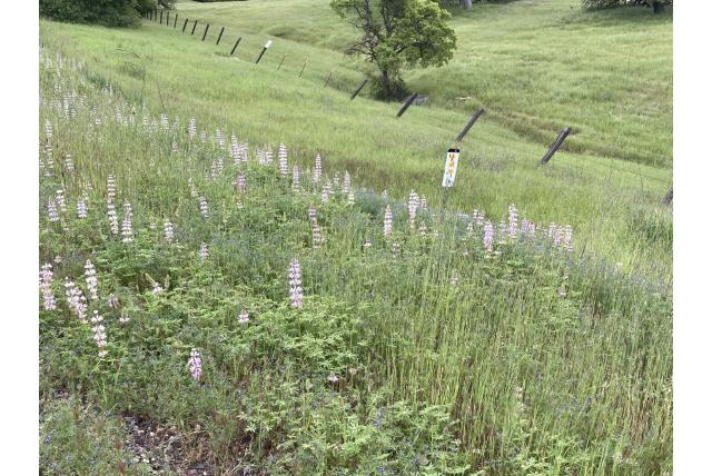 Kleinvruchtige lupine