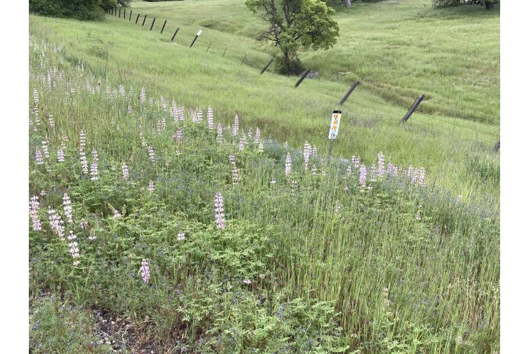 Lupinus microcarpus 12485