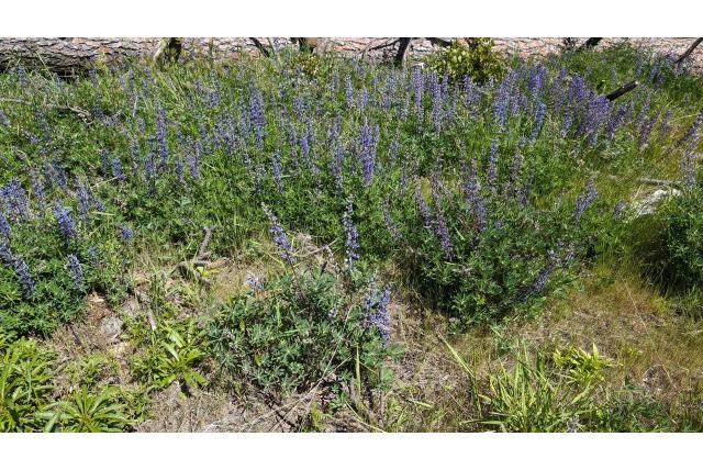 Gezwollen lupine Gezwollen lupine