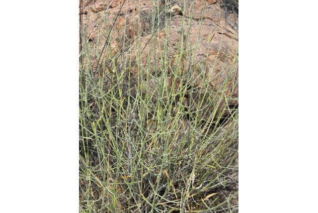 Gilliland's dicliptera